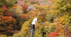 화담숲 수선화 축제와 모노레일의 즐거움! 경기도 광주에서 즐기는... 축제와 모노레일의 즐거움! 경기도 광주에서 즐기는 봄의 싱그러운 힐링 코스