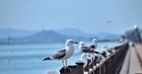 해상 케이블카에서 도시의 전경을 바라보기! 목포의 바다와 화훼, 해상 케이블카와 함께하는 여행 < 국내 여행 < 기사본문 - 여행톡톡 해상... 