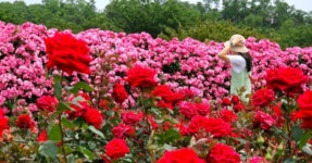 오월의 특별한 추억! 삼척 오십천 장미공원, 천만 송이 장미와 밤하늘을 수놓는 봄 축제 < 국내 여행 < 기사본문 - 여행톡톡 오월의 특별한 추억!... 