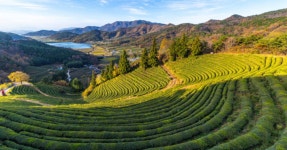 녹차밭 산책과 짚와이어 체험, 그리고 섬진강변 드라이브까지! 경남 하동, 자연과 어드벤처가 만나는 여행 코스 < 국내 여행 < 기사본문... 