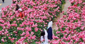 드디어 다음주 시작하는 서울 최대 장미 축제 < 축제 & 전시 < 기사본문 - 여행톡톡 