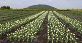 "나랑 대파밭을 걸을래요?!" 제주, 보롬왓 대파축제. 제주 봄바람이... " 제주, 보롬왓 대파축제. 제주 봄바람이 어우러진 신선한 이색 축제
