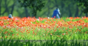 수만 송이 꽃양귀비와 청보리밭! 원주용수골꽃양귀비축제, 붉은색과 초록색으로 물든 초여름 축제 현장 < 축제 & 전시 < 기사본문 - 여행톡톡... 