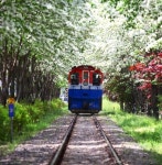 5월, 이곳에서만 만날 수 있는 특별한 꽃길! 전주 팔복동 이팝나무 철길, 하얀 꽃비 내리는 철길을 걷다 < 국내 여행 < 기사본문 - 여행톡톡 5월... 
