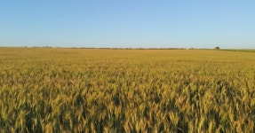 초여름 황금빛 들판의 매력!양평 청운면 밀밭, 2025년 밀축제, 황금빛 자연과 우리밀 체험이 어우러짐 < 축제 & 전시 < 기사본문 - 여행톡톡... 