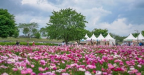 청보리와 작약이 어우러진 자연 산책로! 함안 강나루 생태공원과 주변 명소 알아보기 < 국내 여행 < 기사본문 - 여행톡톡 청보리와 작약이... 