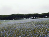 6월 파란 수레국화 바다가 펼쳐짐! 당진 아그로랜드 태신목장, 드넓은 초원과 꽃밭에서 즐기는 감성 피크닉 < 국내 여행 < 기사본문 - 여행톡톡... 