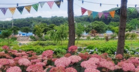 공주 유구색동수국정원와 공주시 대표 관광 명소 이모저모 < 국내 여행... 공주 유구색동수국정원와 공주시 대표 관광 명소 이모저모