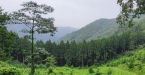 숲속 계곡과 암반수! 보령 성주산자연휴양림, 편백나무 숲과 계곡이...  보령 성주산자연휴양림, 편백나무 숲과 계곡이 어우러진 청정 휴양지