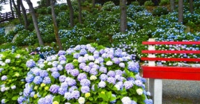바다와 수국길의 축제! 남부면 수국축제, 저구항 해안도로를 따라 펼쳐지는 수국과 바다 풍경 < 축제 & 전시 < 기사본문 - 여행톡톡 바다와... 