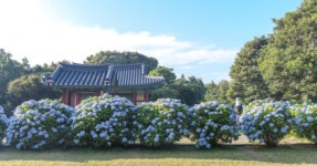 수국과 한옥이 어우러진 한여름 풍경! 제주 혼인지, 제주 특유의... 한옥이 어우러진 한여름 풍경! 제주 혼인지, 제주 특유의 정원을 만나다
