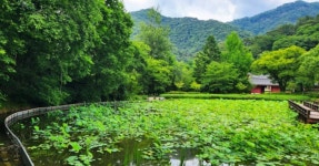 천년 고찰과 3.8km 계곡길이 만나는 특별한 여름! 홍천 수타사, 용담·귕소 절경의 트레킹 코스 < 국내 여행 < 기사본문 - 여행톡톡 천년 고찰과... 