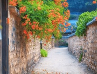 주홍빛 천국에 빠져봐!...인생에서 가장 아름다운 사진을 남길 수 있는 능소화 명소 BEST 4 추천 < 국내 여행 < 기사본문 - 여행톡톡 주홍빛... 