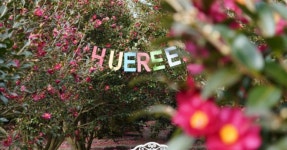 사계절 내내 이어지는 꽃 축제! 제주 휴애리자연공원, 다채로운 축제와...  제주 휴애리자연공원, 다채로운 축제와 체험이 가득한 여름 여행지