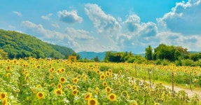 노란 해바라기와 여름 바람! 제주 해와 바람의 정원, 해바라기 꽃길 축제, 제주만의 특별한 풍경 < 국내 여행 < 기사본문 - 여행톡톡 노란... 