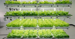 미래형 미식 경험의 현장! 수직농장 투어와 하베스트 다이닝, 도심과...  수직농장 투어와 하베스트 다이닝, 도심과 자연을 잇는 스마트팜