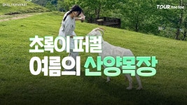 초록빛 동화 속 산양이 반겨주네!... 한국의 스위스로 불리는 목장 < 국내 여행 < 기사본문 - 여행톡톡 초록빛 동화 속 산양이 반겨주네!...... 