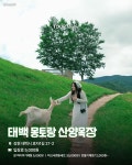 ... 한국의 스위스로 불리는 목장 < 국내 여행 < 기사본문 - 여행톡톡 초록빛 동화 속 산양이 반겨주네!... 한국의 스위스로 불리는 목장