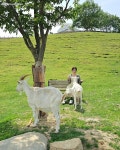 초록빛 동화 속 산양이 반겨주네!... 한국의 스위스로 불리는 목장... 여행톡톡 초록빛 동화 속 산양이 반겨주네!... 한국의 스위스로 불리는 목장