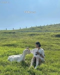 ... 한국의 스위스로 불리는 목장 < 국내 여행 < 기사본문 - 여행톡톡 초록빛 동화 속 산양이 반겨주네!... 한국의 스위스로 불리는 목장