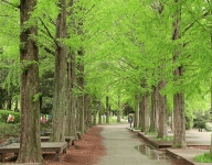한여름에도 바람이 솔솔!...지금 가야 더 싱그러운 청량함 가득한 메타세쿼이아 숲길 BEST 4 추천 < 국내 여행 < 기사본문 - 여행톡톡... 