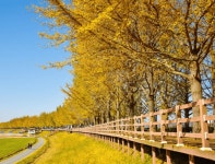 금빛길을 걸어보자!...카메라 꺼낼 틈도 없이 감탄하게 되는 국내 은행나무 명소 BEST 4 추천 < 국내 여행 < 기사본문 - 여행톡톡 금빛길을... 