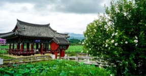 연꽃과 정자의 수변 산책로!…경북 청도의 추천 포토 스팟 < 국내 여행 < 기사본문 - 여행톡톡 연꽃과 정자의 수변 산책로!…경북 청도의 추천... 