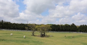 트랙터 마차 투어와 넓은 초지 체험… 말과 함께하는 다양한 즐길 거리 < 국내 여행 < 기사본문 - 여행톡톡 트랙터 마차 투어와 넓은 초지 체험... 