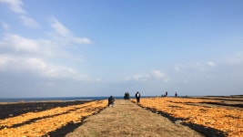 “주황색 융단을 깔아놓은 것 같아요”... 푸른 바다와 귤 껍질이 만나는 이색적인 겨울 풍경 < 국내 여행 < 기사본문 - 여행톡톡 “주황색 융단을... 