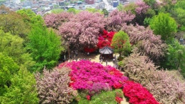 벚꽃이 지면 이곳의 진짜 축제가 시작돼요...3월 말부터 설레는 전주 꽃동산 산책 < 국내 여행 < 기사본문 - 여행톡톡 벚꽃이 지면 이곳의 진짜... 