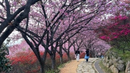 벚꽃이 지면 이곳의 진짜 축제가 시작돼요...3월 말부터 설레는 전주 꽃동산 산책 < 국내 여행 < 기사본문 - 여행톡톡 벚꽃이 지면 이곳의 진짜... 