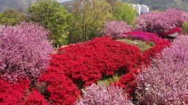 벚꽃이 지면 이곳의 진짜 축제가 시작돼요...3월 말부터 설레는 전주 꽃동산 산책 < 국내 여행 < 기사본문 - 여행톡톡 벚꽃이 지면 이곳의 진짜... 