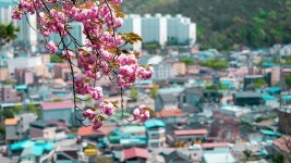 벚꽃이 지면 이곳의 진짜 축제가 시작돼요...3월 말부터 설레는 전주 꽃동산 산책 < 국내 여행 < 기사본문 - 여행톡톡 벚꽃이 지면 이곳의 진짜... 