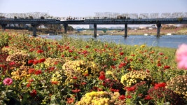 입장료 0원으로 누리는 강변 사치 ...조형미 넘치는 용작교와 황룡강의... 0원으로 누리는 강변 사치 ...조형미 넘치는 용작교와 황룡강의 조화