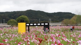 입장료 0원으로 누리는 강변 사치 ...조형미 넘치는 용작교와 황룡강의... 0원으로 누리는 강변 사치 ...조형미 넘치는 용작교와 황룡강의 조화