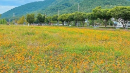무료인데 강변 꽃밭이 500m나?… 이번 주말 직장인들 달려가는 대구 해바라기 스팟 < 국내 여행 < 기사본문 - 여행톡톡 무료인데 강변 꽃밭이... 