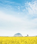 제주 봄날 좋아요 < Gallery < IMAGE < 기사본문 - 트래비 매거진 제주 봄날 좋아요