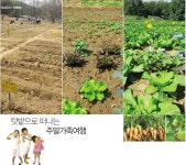 주말농장-텃밭으로 떠나는 주말가족여행 < News < IDEA < 기사본문 - 트래비 매거진 주말농장-텃밭으로 떠나는 주말가족여행