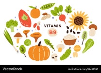 Vitamin B9 Food Sources – Royalty-Free Vector | VectorStock