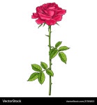Elegant Red Rose with Green Leaves Royalty Free Vector Image Elegant Red Rose with Green Leaves vector image on VectorStock