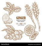 Ginger Root & Flower Set – Royalty-Free Vector | VectorStock