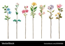 Delicate Wildflower Watercolor Royalty Free Vector Image Delicate Wildflower Watercolor Vector Image on VectorStock