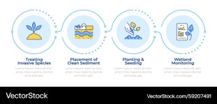 Wetland Restoration Phases - 4 Steps – Royalty-Free Vector | VectorStock