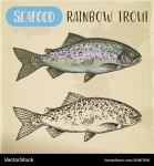 Rainbow Trout Sketch – Royalty-Free Vector | VectorStock