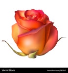 Single Orange Rose Flower Royalty Free Vector Image Single Orange Rose Flower Vector Image on VectorStock