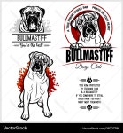 Bullmastiff Dog - Loyal Companion Royalty Free Vector Image Bullmastiff Dog - Loyal Companion Vector Image on VectorStock