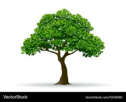 Realistic Tree Branch – Royalty-Free Vector | VectorStock