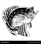 Hand-Drawn Crappie Fish Illustration Royalty Free Vector Hand-Drawn Crappie Fish Illustration vector image on VectorStock