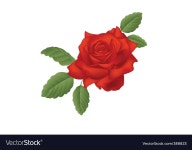Crimson Rose Royalty Free Vector Image - VectorStock Crimson Rose vector image on VectorStock