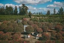 근하신뇽 새해도 9 81파크와 함께해용, 휴애리 동백, 마노르블랑 동백꽃... 근하신뇽 새해도 9 81파크와 함께해용, 휴애리 동백, 마노르블랑 동백꽃... 